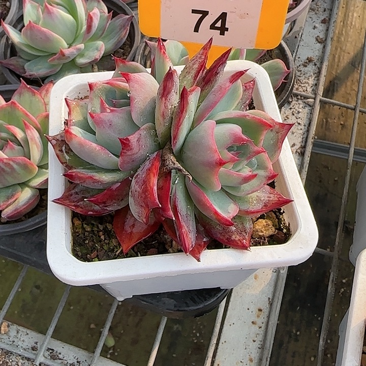 吖***肉74 惊鸿仙子多肉植物6-8cm