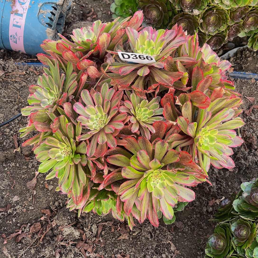 粉袋法师14-14包邮法师