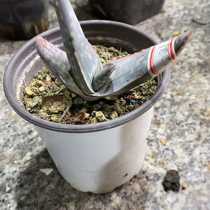 拥***抱完美主义者勿拍卡拉小苗122210