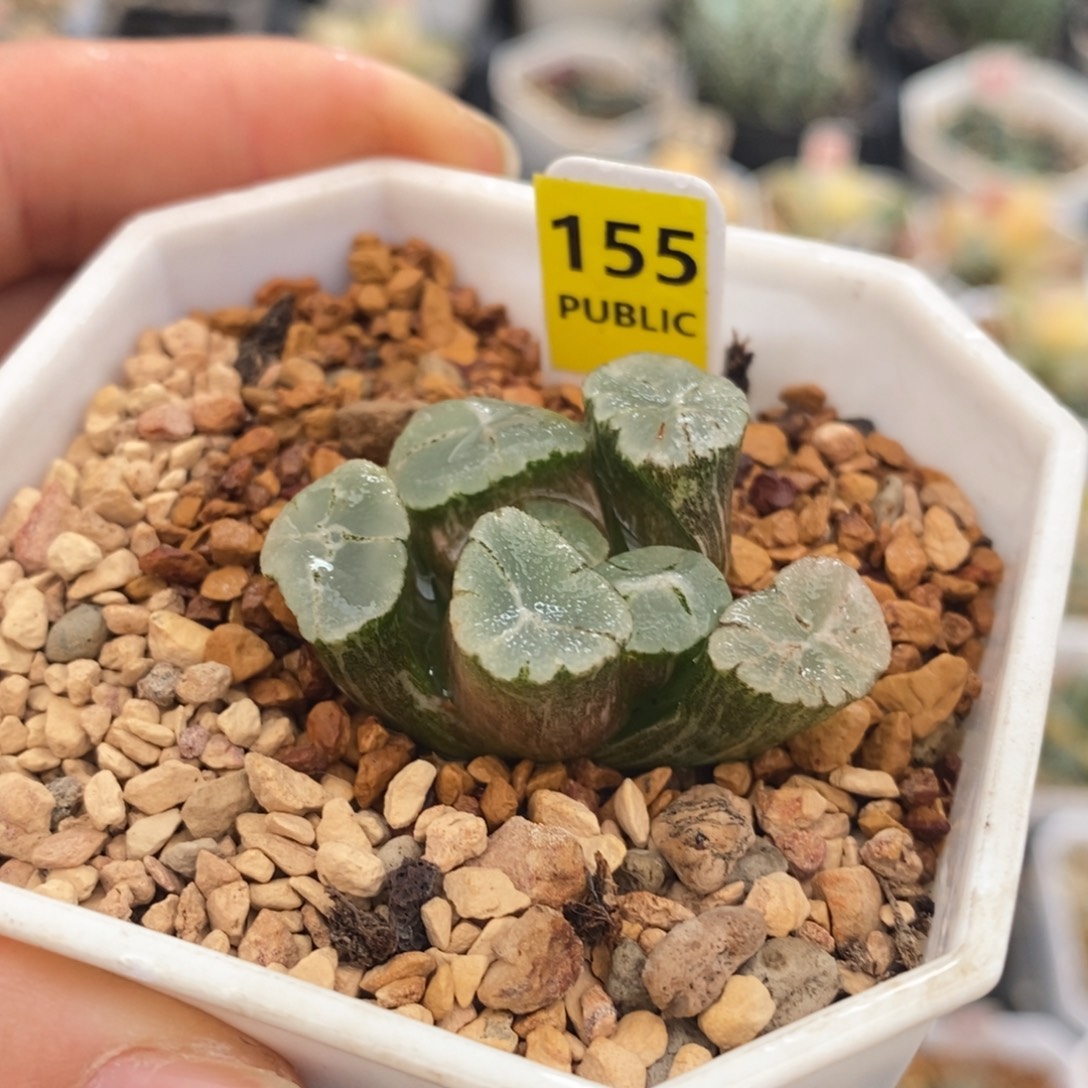 不开花植物155万象锦