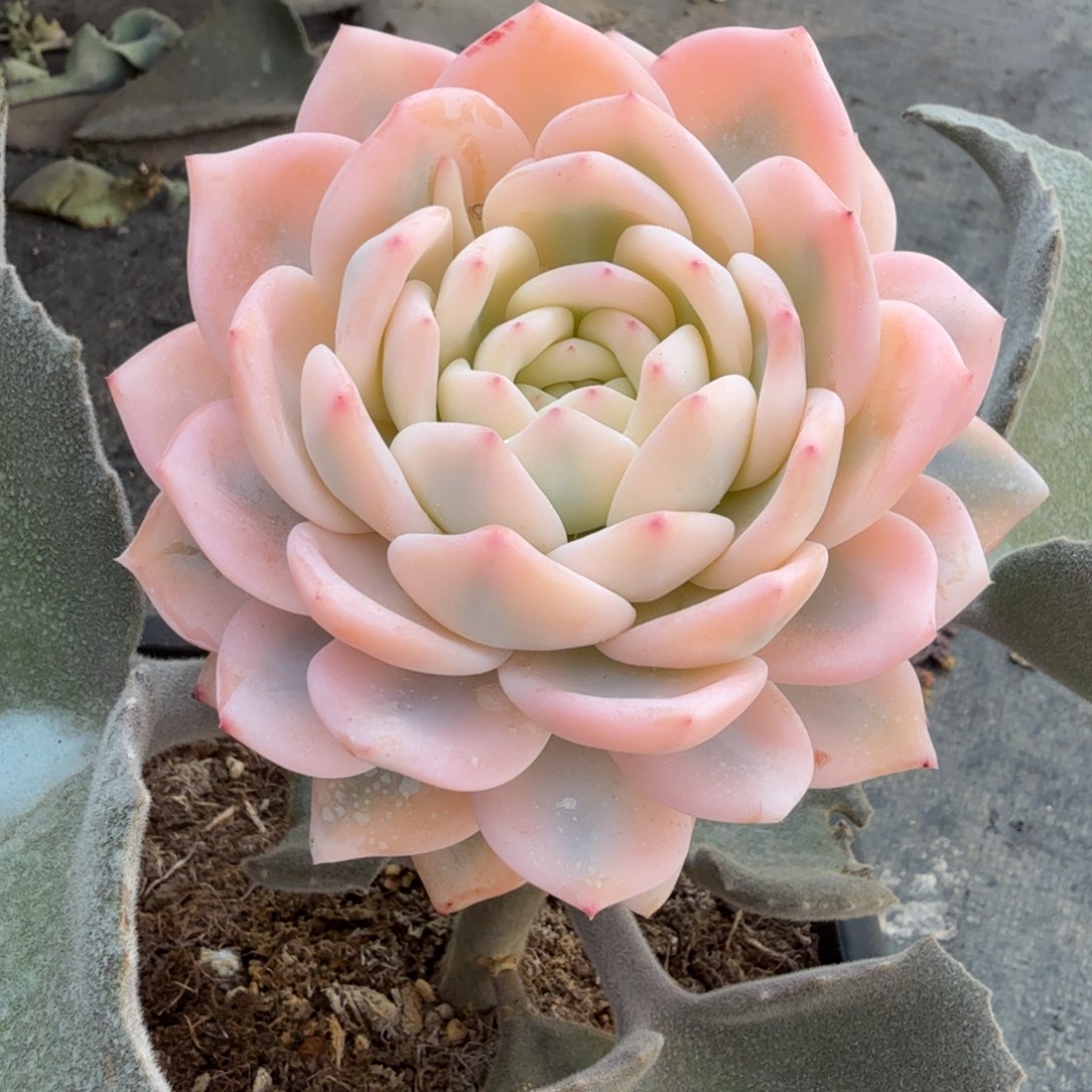 橙梦露宽锦 安吉园艺锦