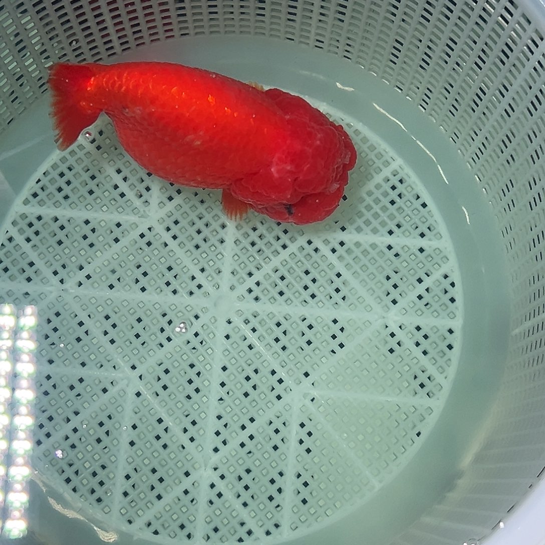 金鱼全红兰寿清池