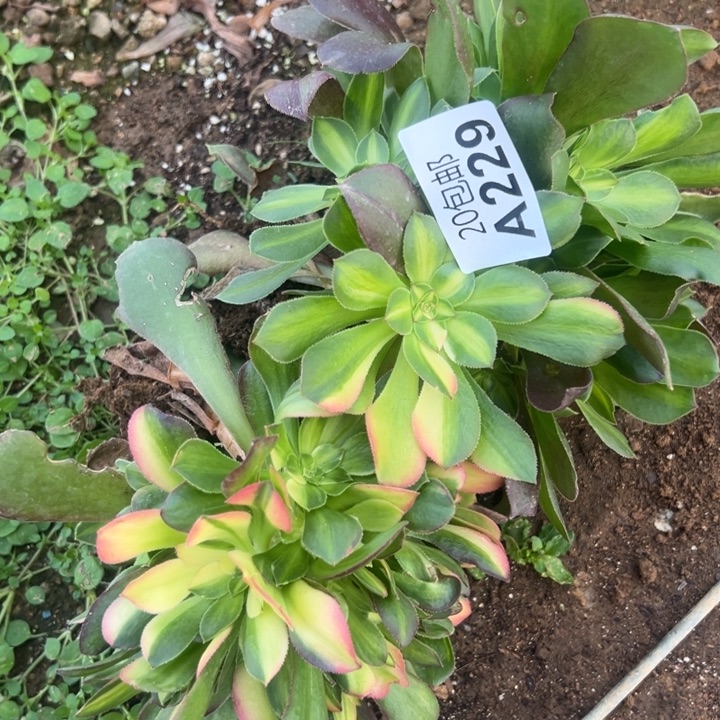 多肉植物229不售后