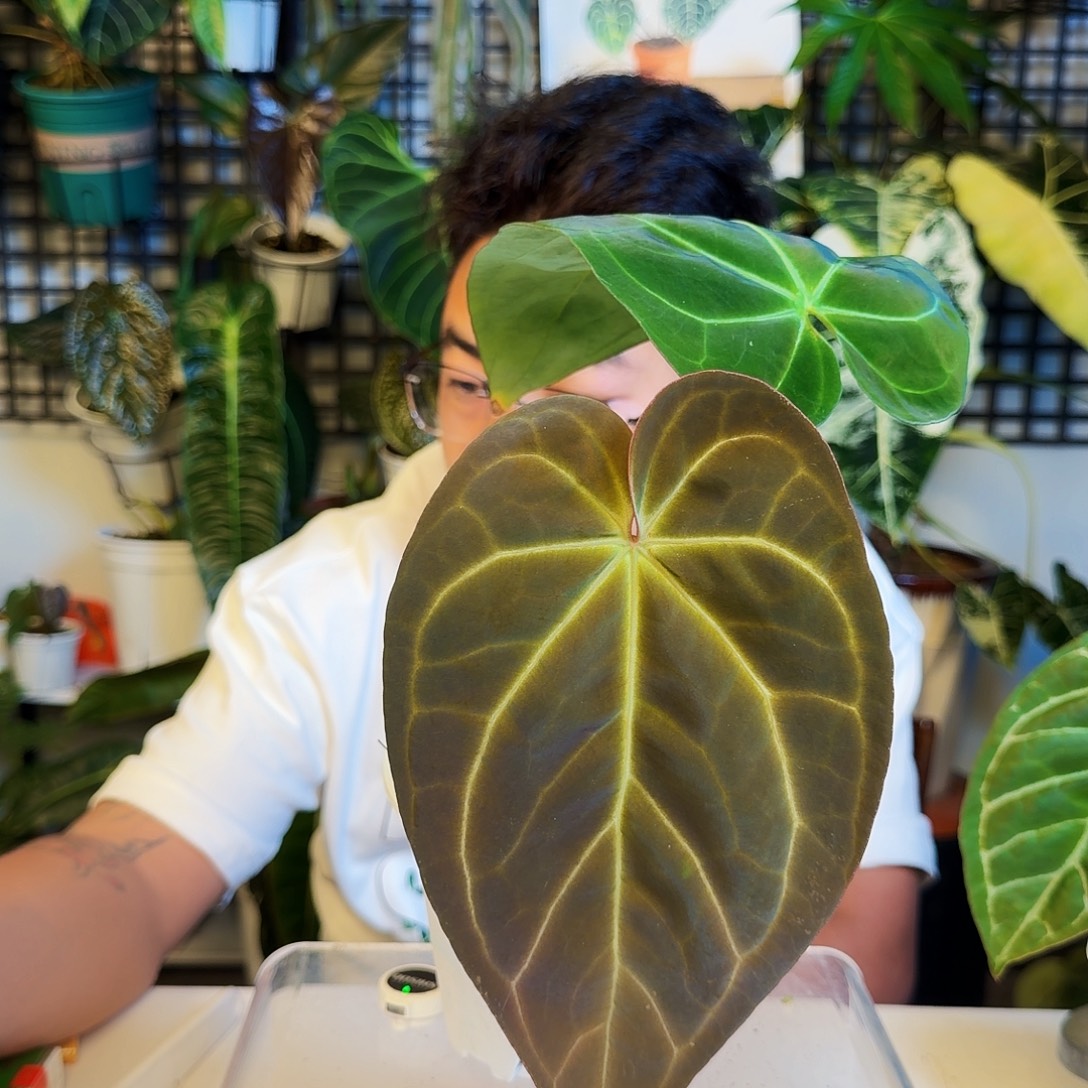 完全开放H119黑丝绒