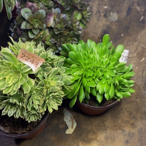 3盆多肉植物2243
