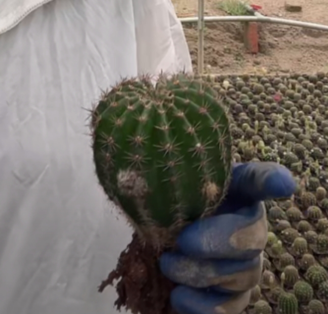 二妹园艺【 山脉天际线 自根 】脱土随机发货