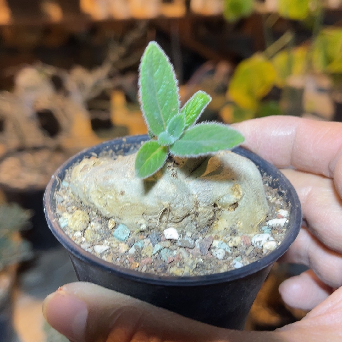 断崖香妃块根一物一拍