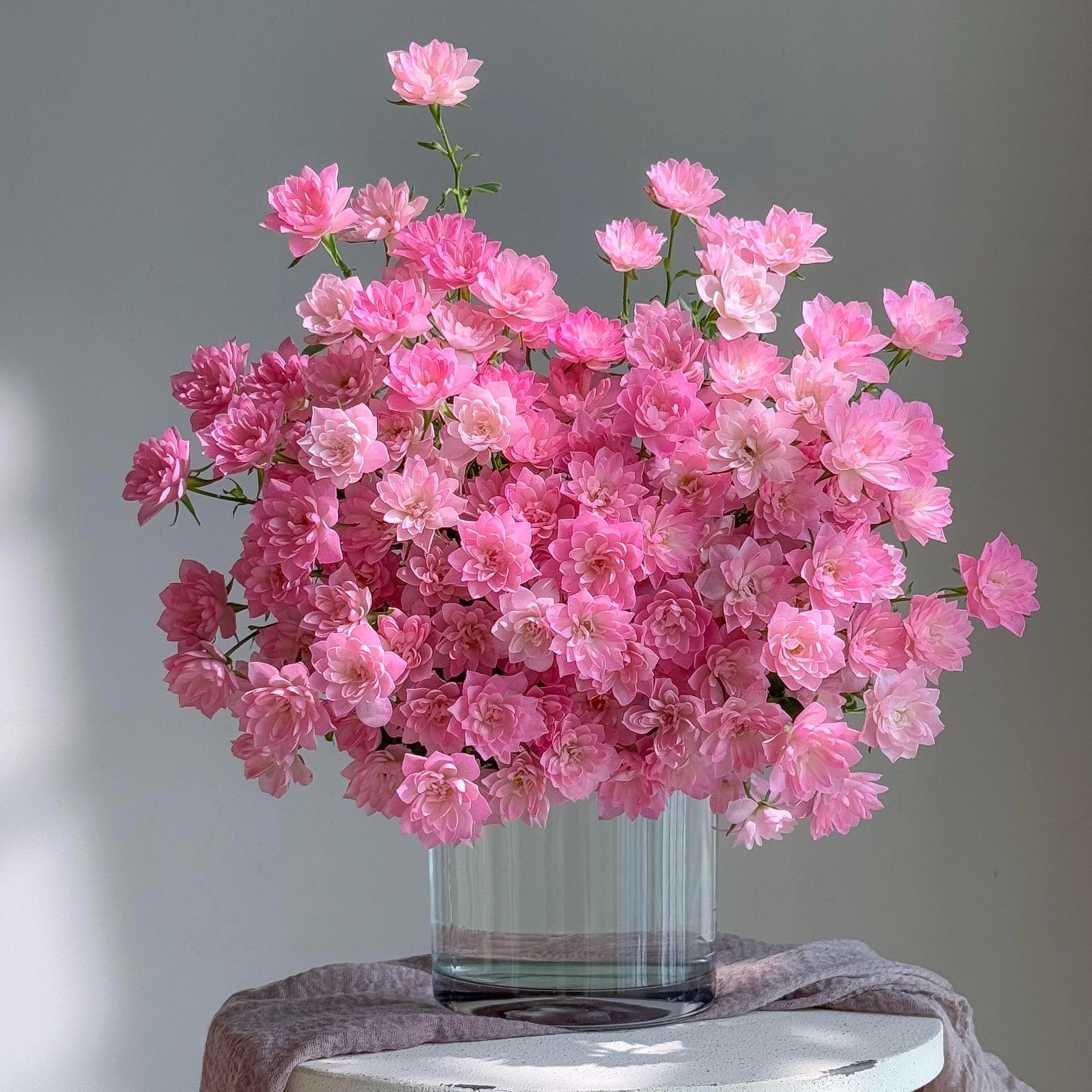 【精品稀有天荷繁星多头玫瑰】一单顺丰冷链包邮云南直发家用鲜花