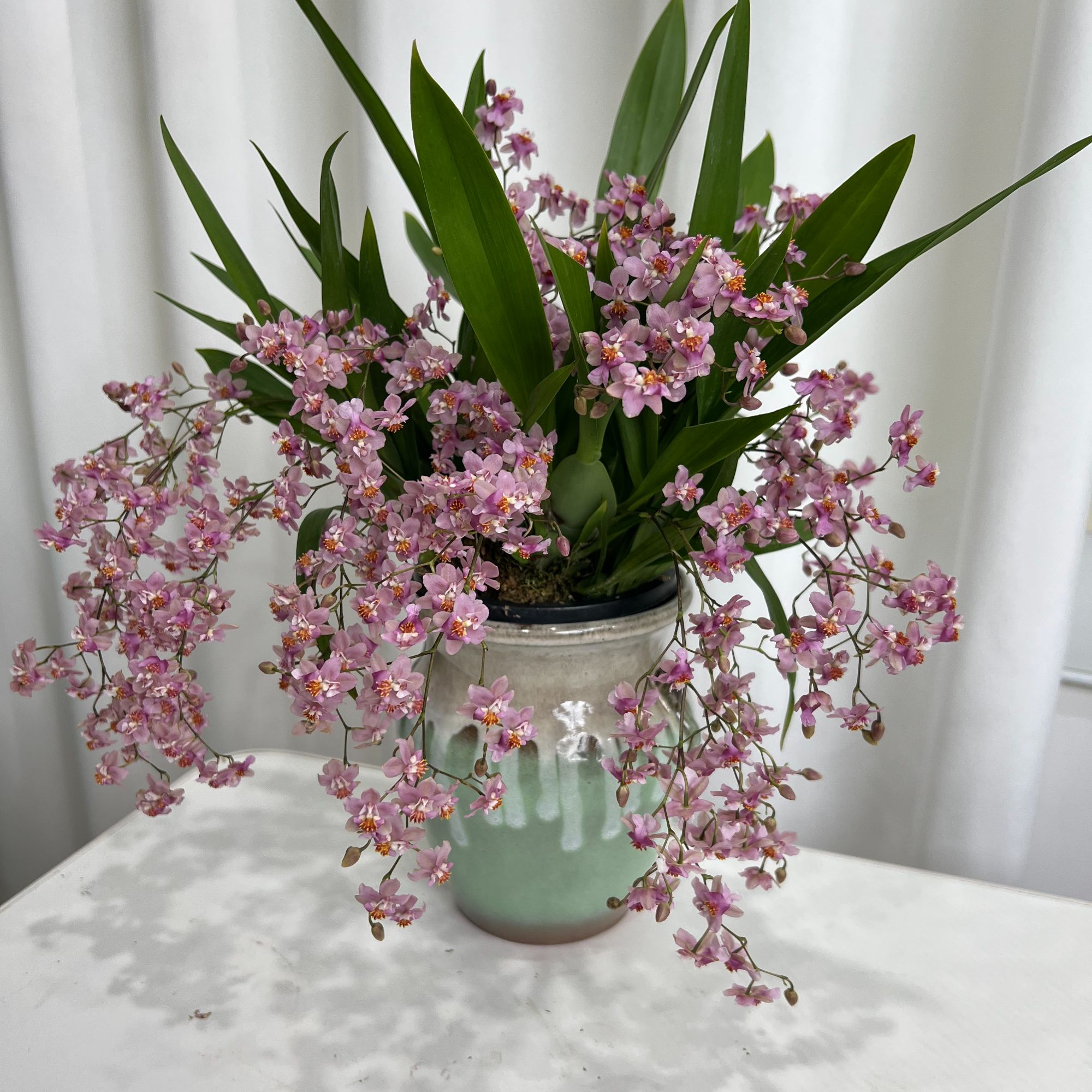 【青瓷盆】粉色10-15支花剑梦香兰室内家庭绿植桌面盆栽香兰花好