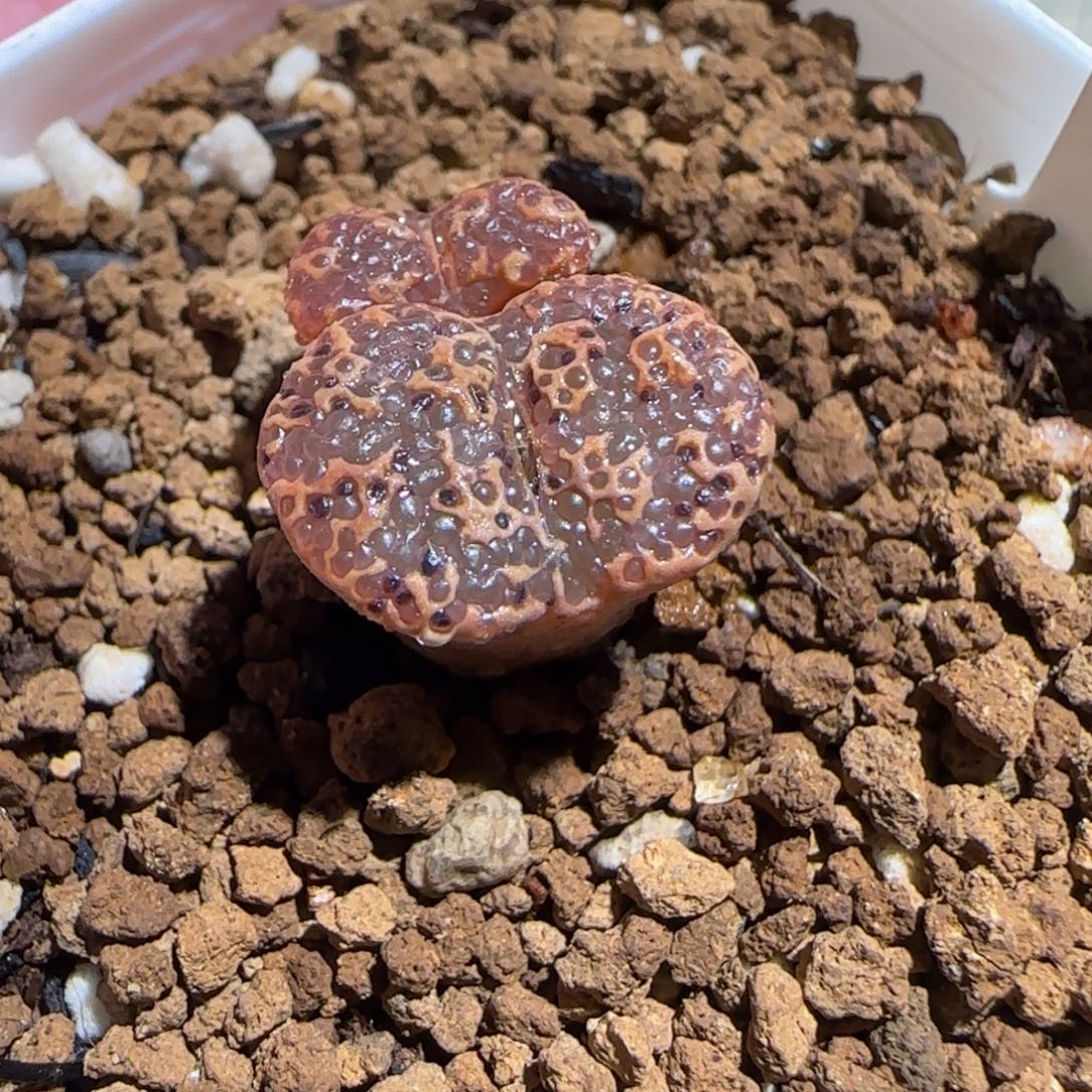 肉锥多肉植物组合-超级泡泡勋920