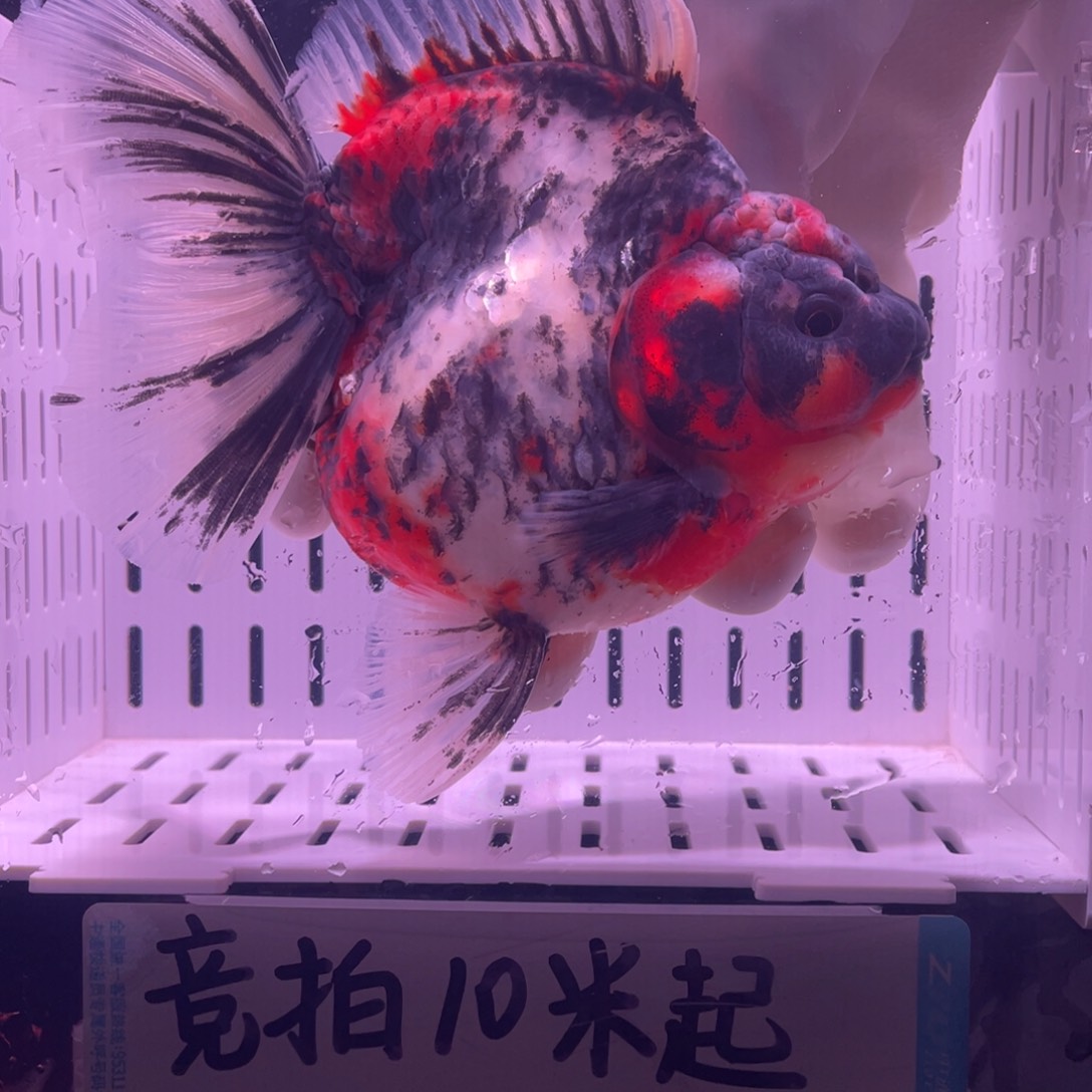 金鱼泰狮金鱼渔场直发