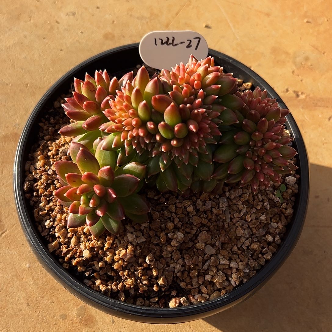 梧***下1222-27霓虹泡泡缀化