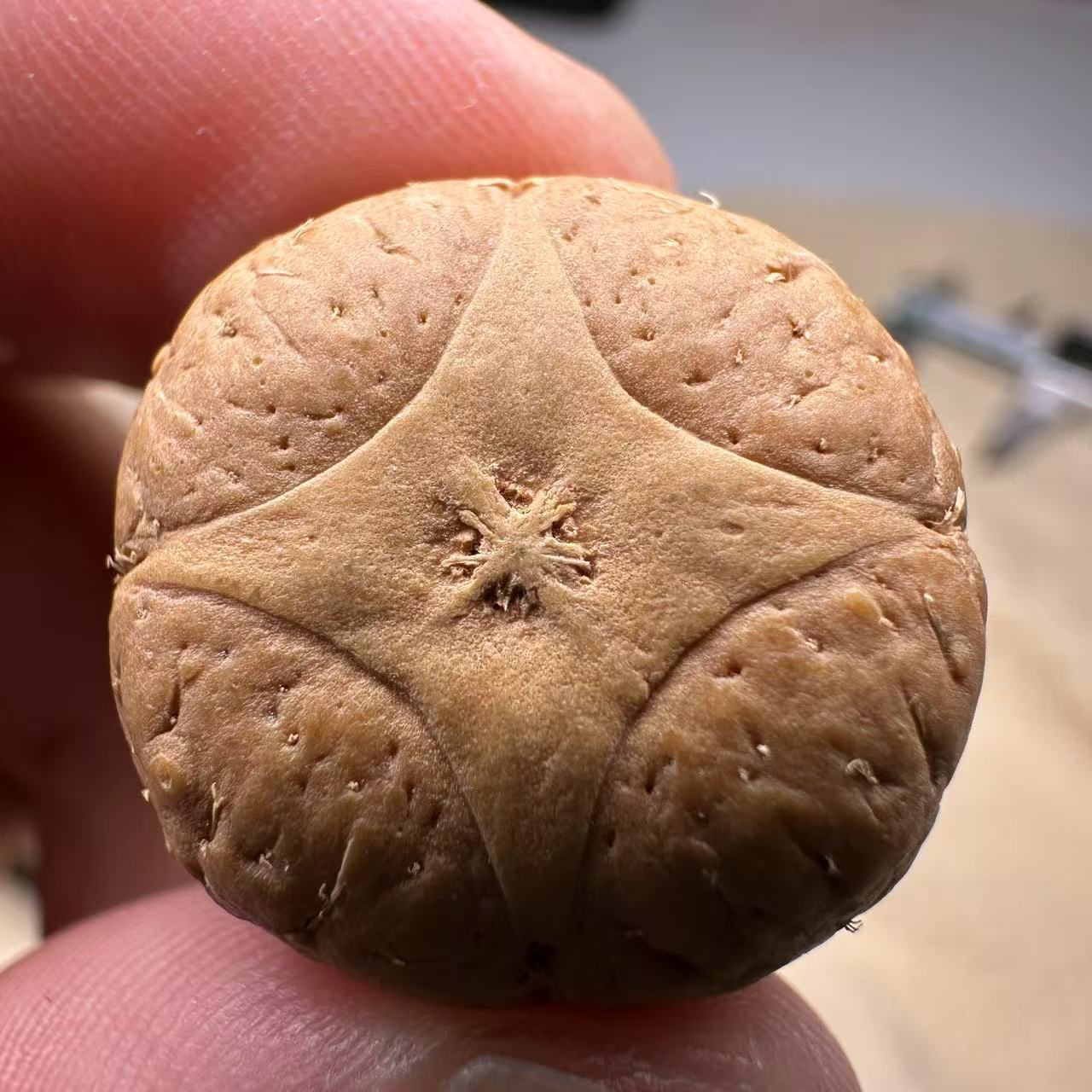 尼泊尔麒麟眼菩提，尺寸23，厚度15，s系列