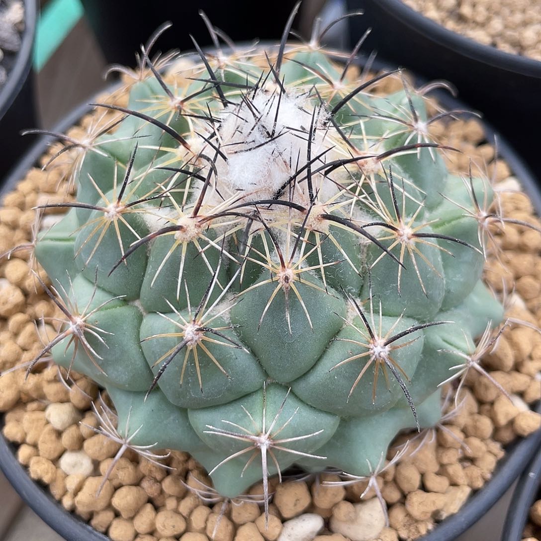 仙人球顶花球属古镜丸7.4厘米