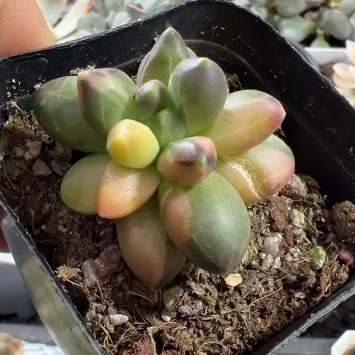 千代田锦多肉植物556