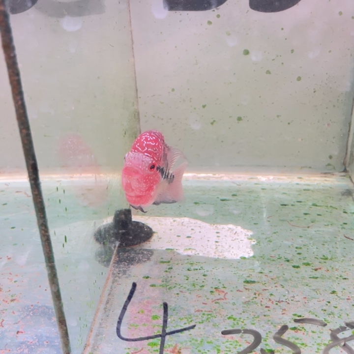 罗汉鱼B9/4/////////////