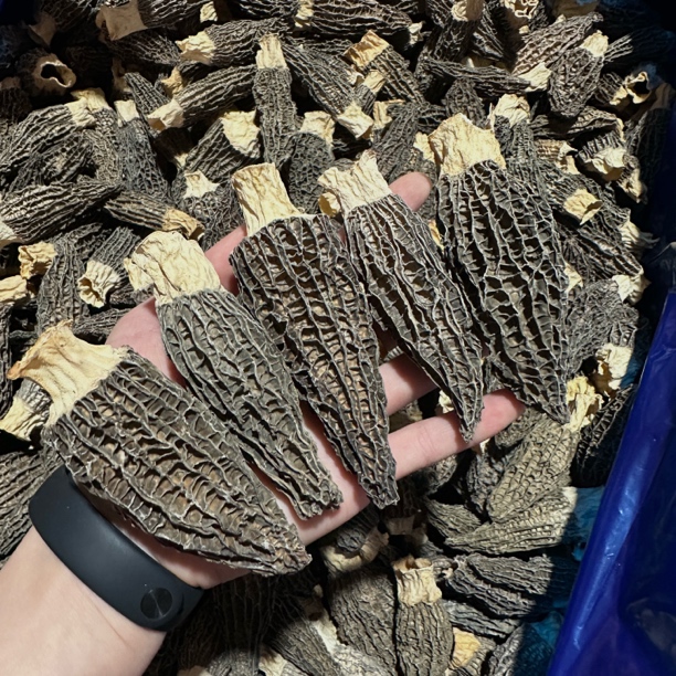 【升选】福利头茬羊肚菌 100g