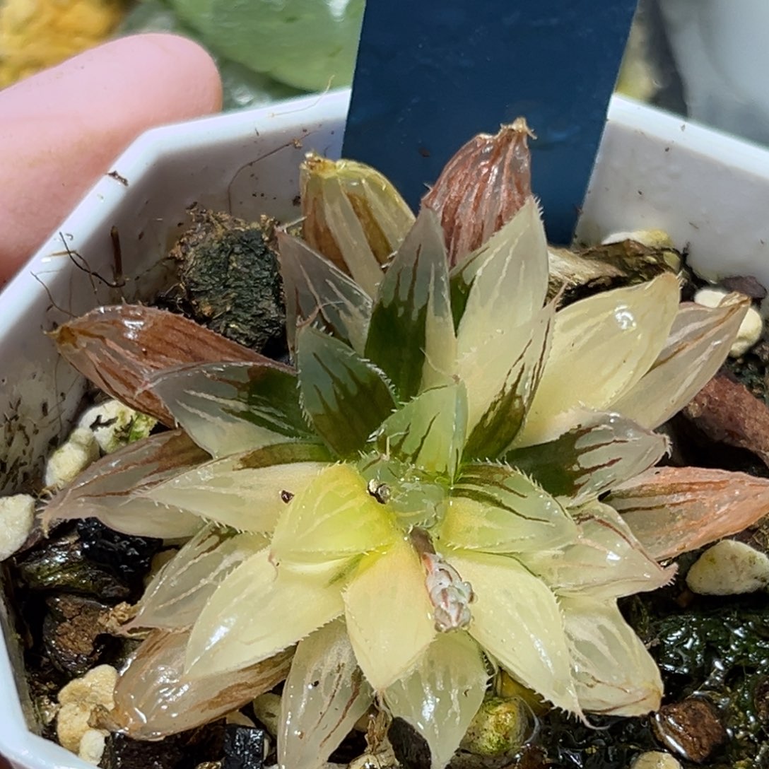 恭喜发财大吉大利500