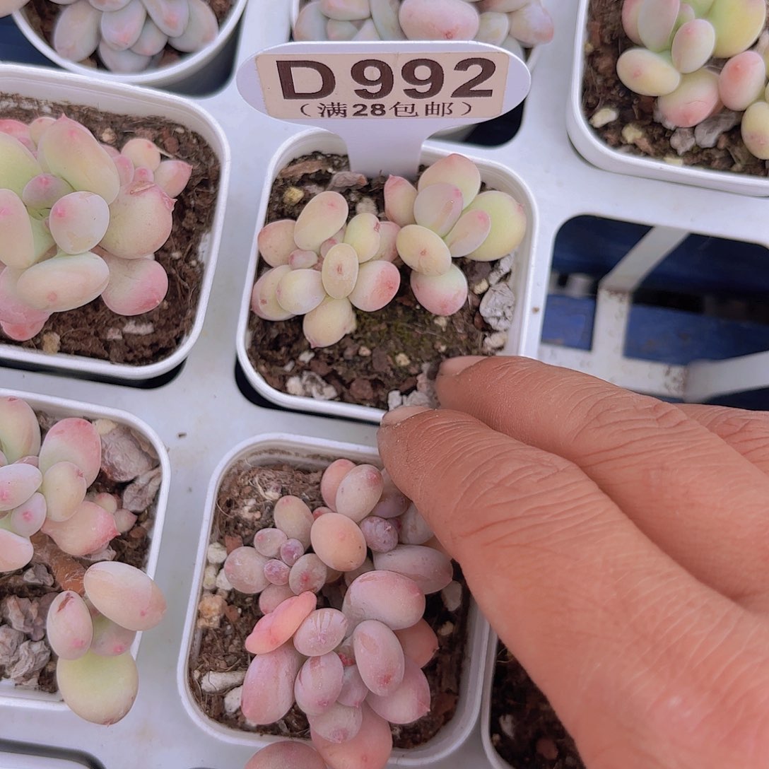 D992苹果奶缀一物语拍