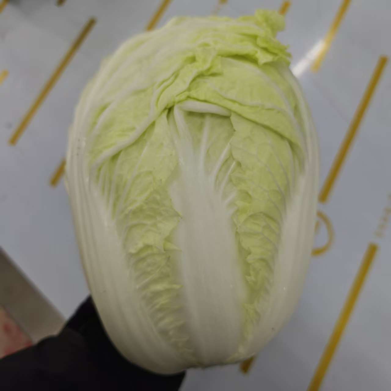 【包心菜】铭传乡露天霜后包心菜口感脆甜适合炒吃腌酸菜新鲜蔬菜