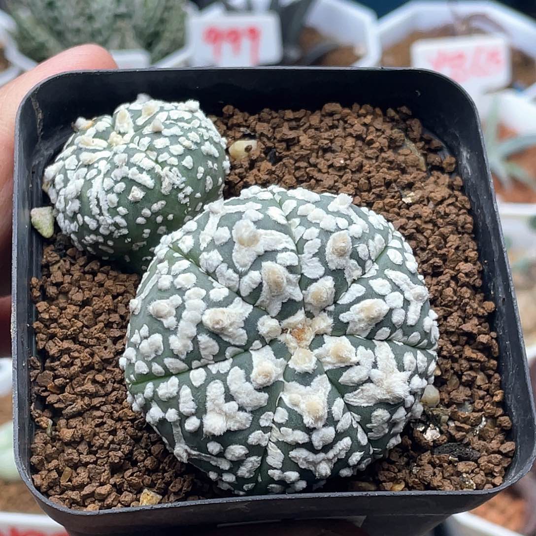 双头V兜仙人球多肉