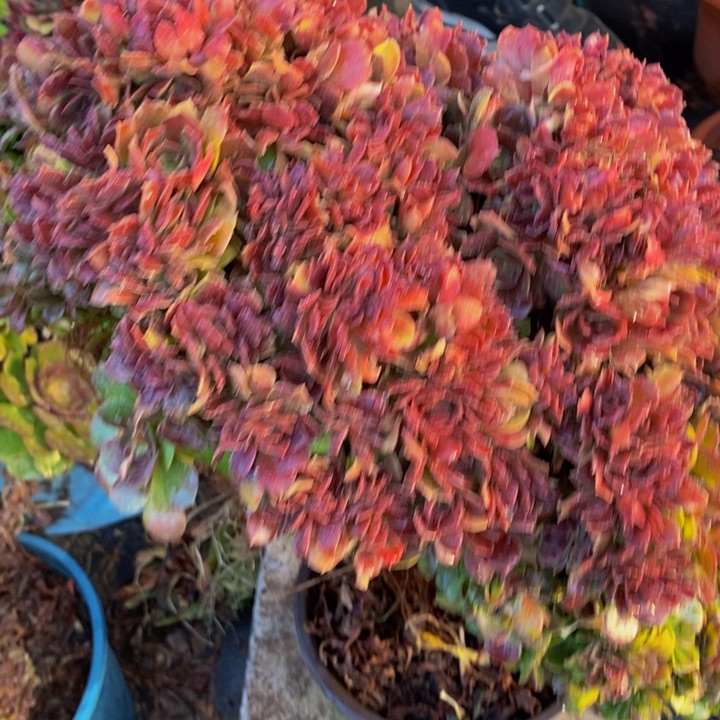 黄*琴法师一颗多肉植物