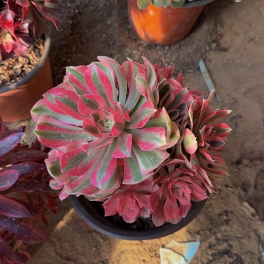 粉女巫3棵10号棚18