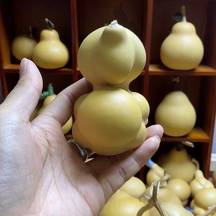 天然葫芦自然生长乌龟