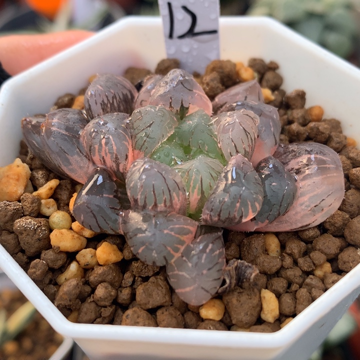 紫罗兰玉露锦，带盆发货