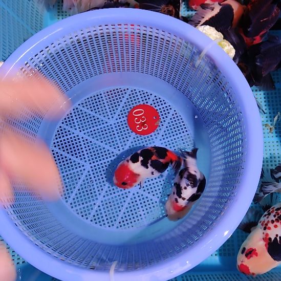 金鱼033兰寿两只特价顺丰包邮