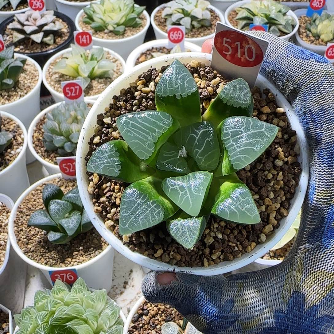 小***嘿510号实生孤品 带盆发