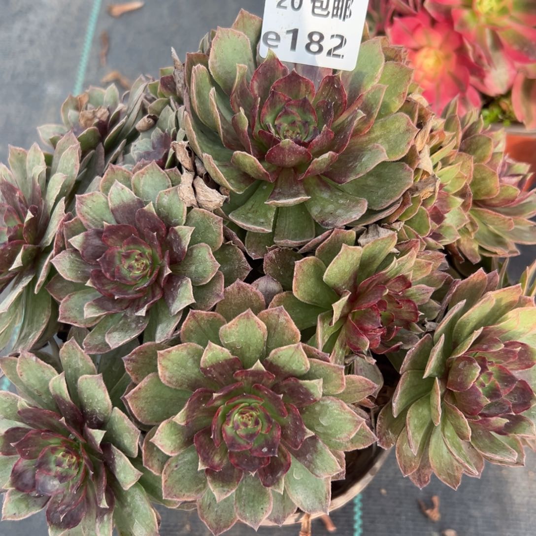 182红丝绒，多肉法师