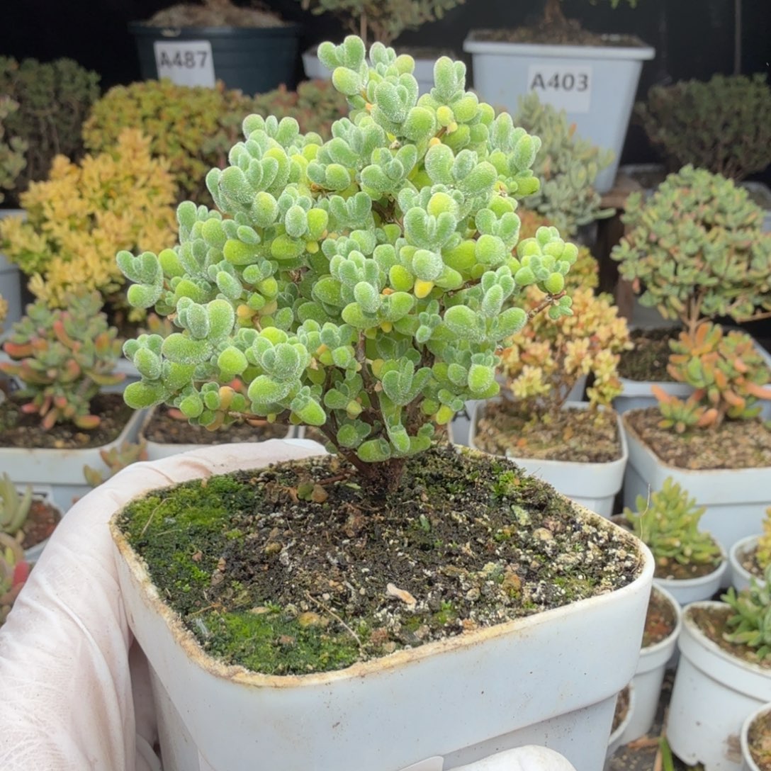 小***…A552莱斯枝干一物一拍