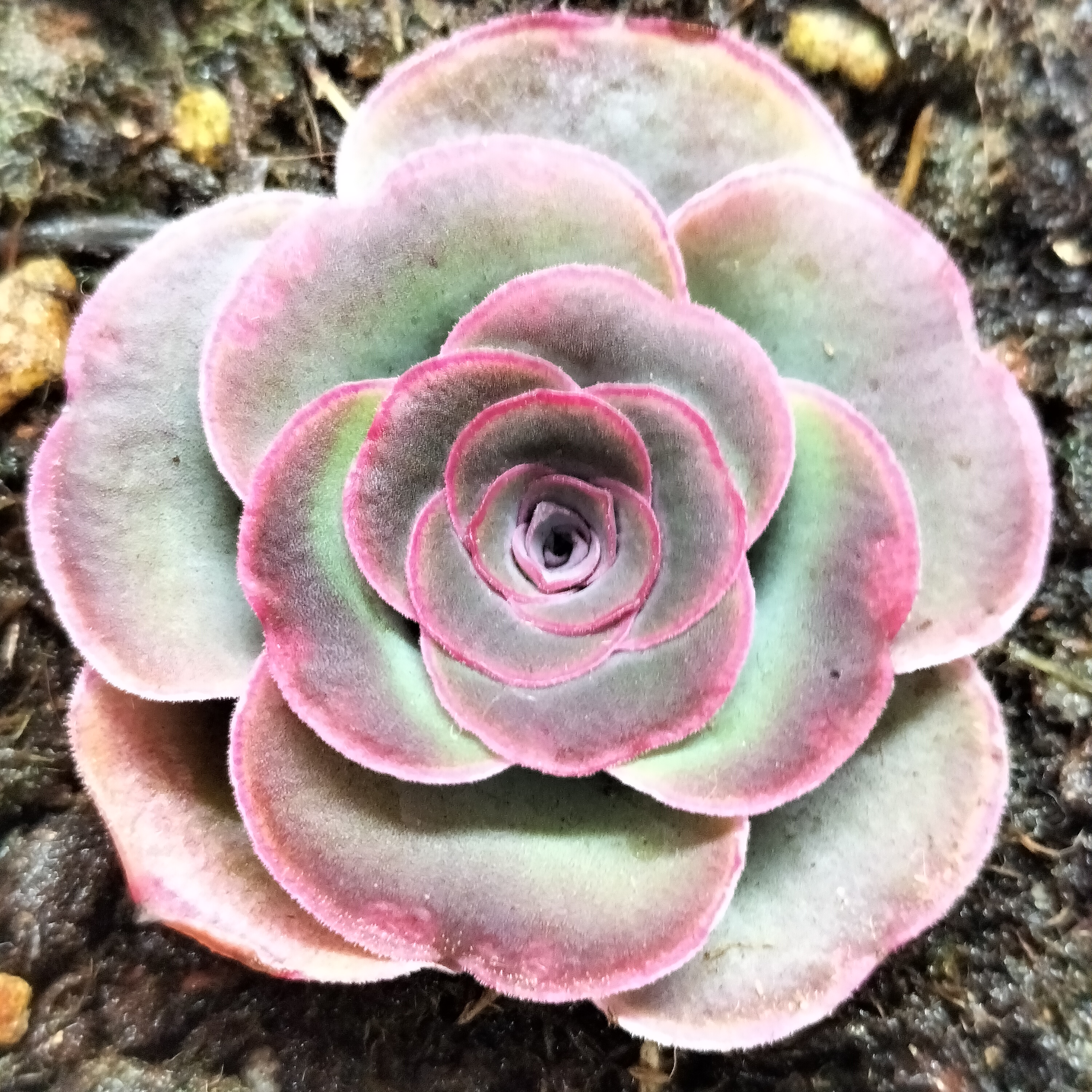 楹楹/373/冠幅3CM