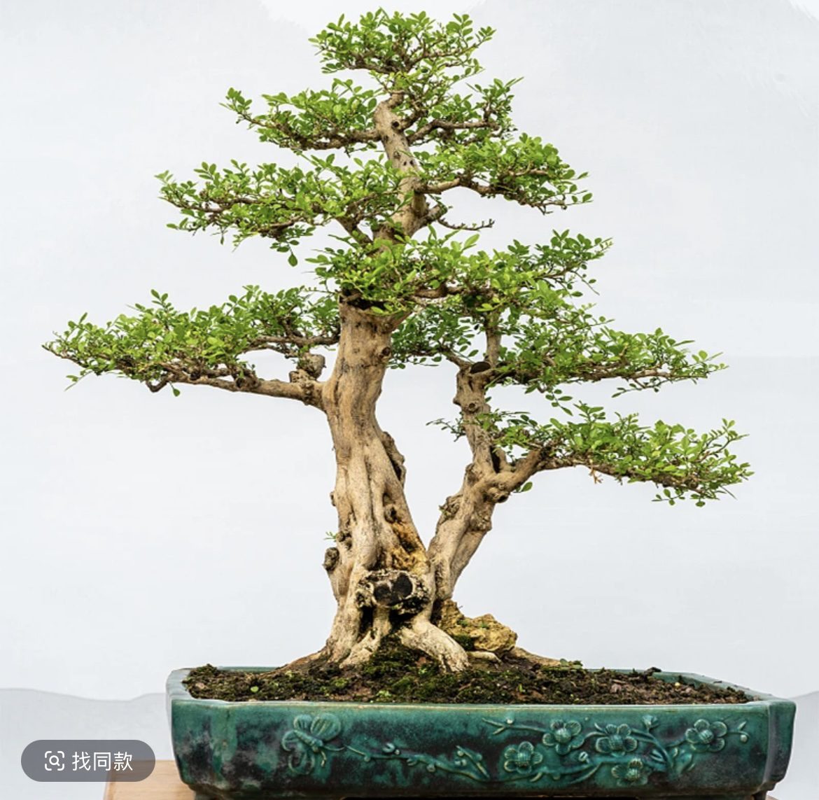 瓜子黄杨盆景是中国四大盆景之一，被称为“木中君子”黄杨树