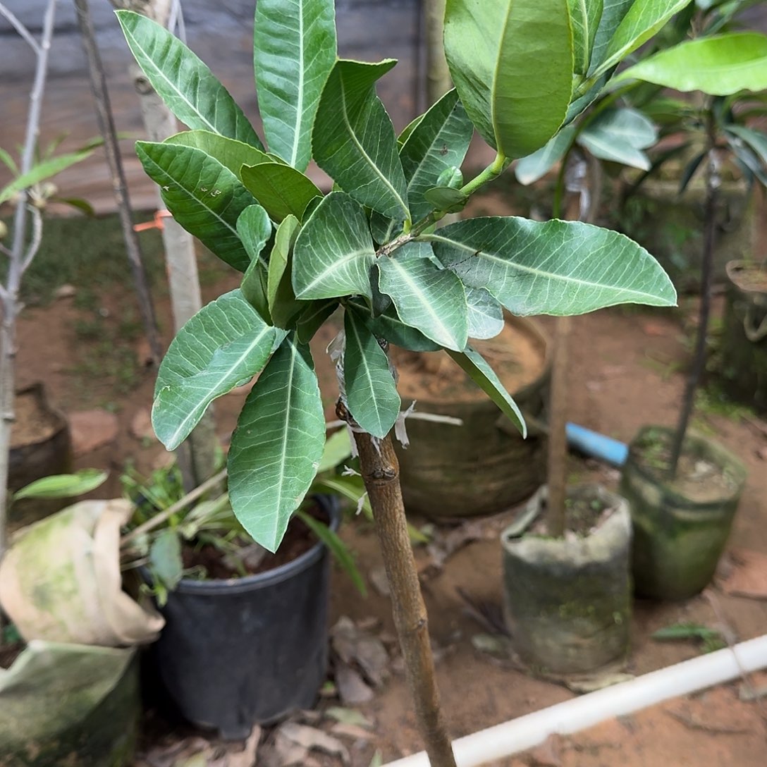 松***哥当前无花栽培后可以开花非洲