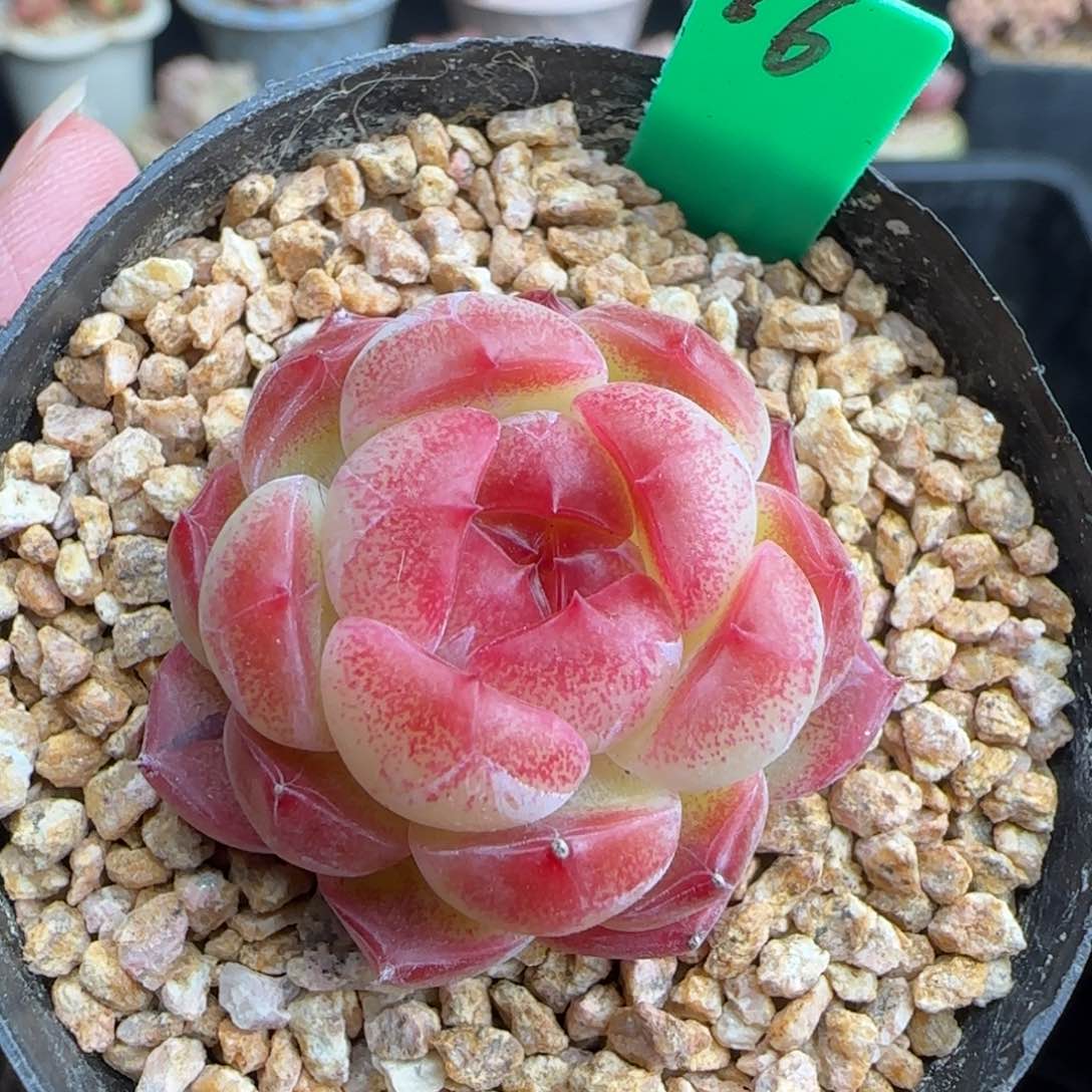 多肉16   糖心   5厘米盆