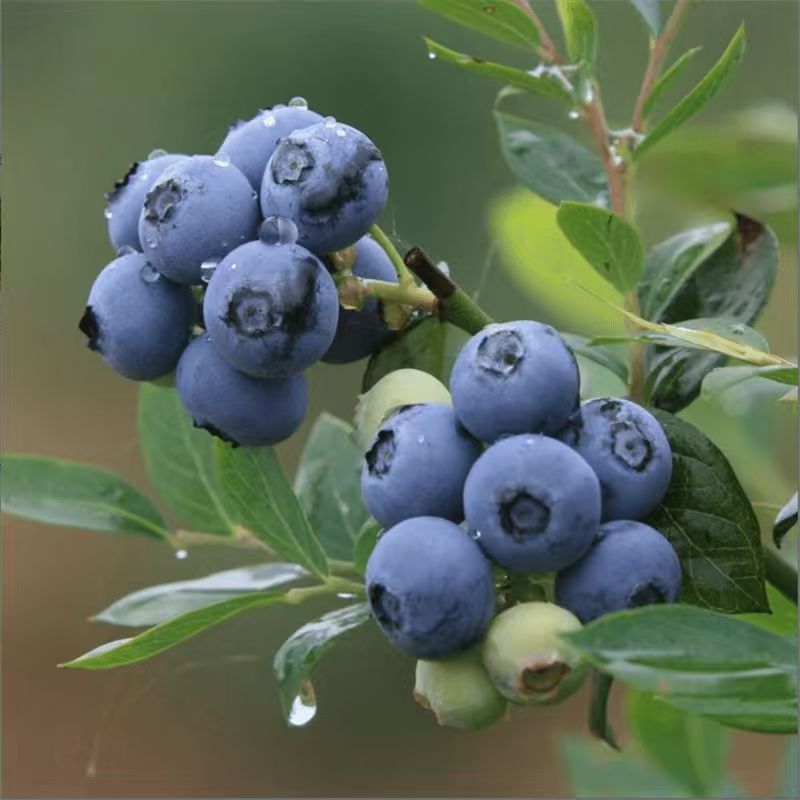 奥尼尔蓝莓树苗兔眼蓝莓树苗黑珍珠蓝莓树苗盆栽地栽阳台庭院种植
