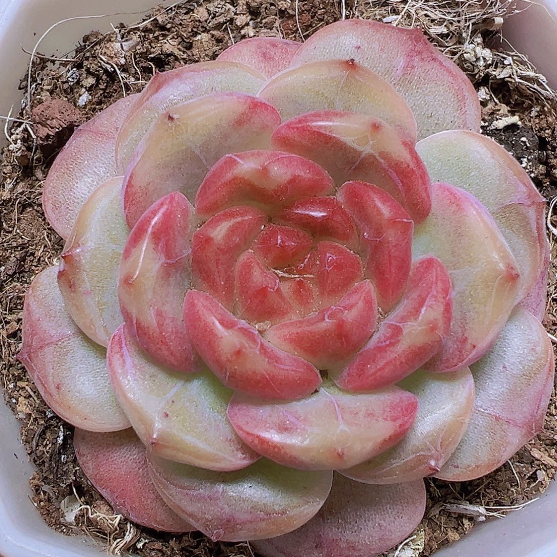 糖葫芦19包邮多肉植物