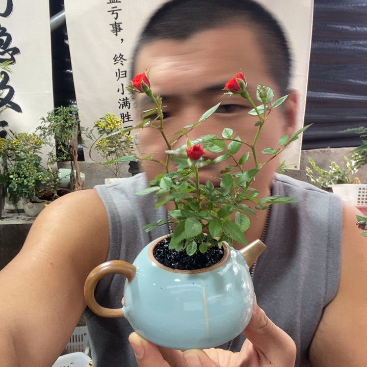 满***拍以实际为准文竹月季菖蒲三三