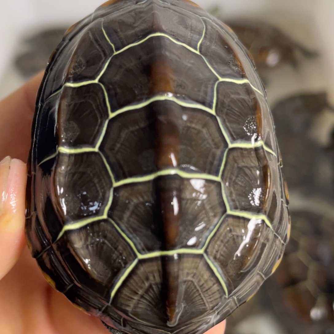 苏北金线冷水草龟