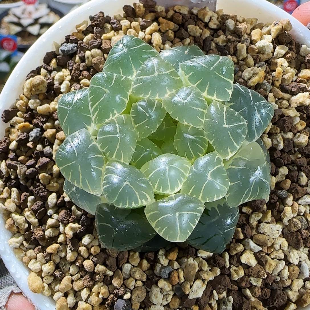 633号湖水糊斑 5 厘米左右一物一拍带盆发货