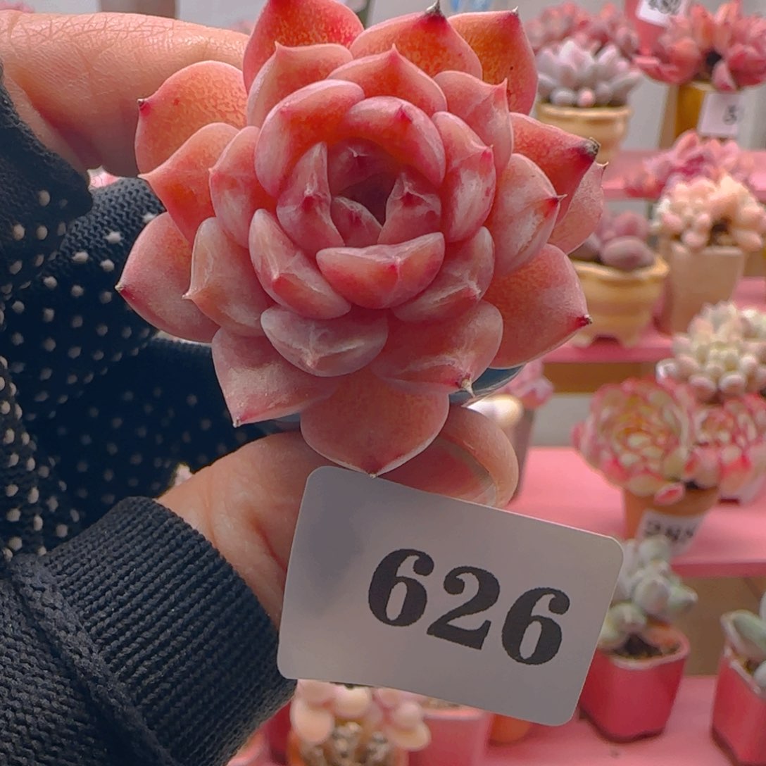 红泥626 ，带盆土发货，满38包邮非偏远。