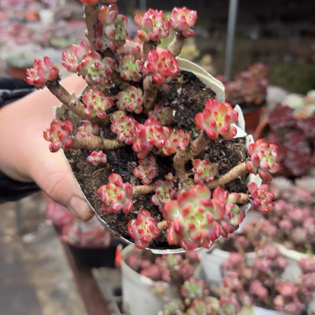 篮苹果整装整群，八亩地