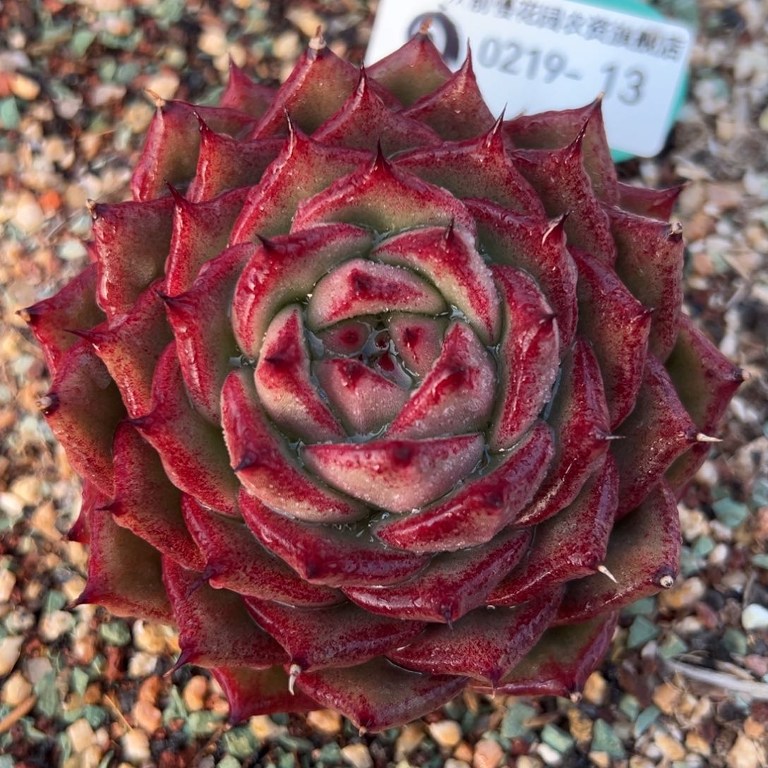 从前慢多肉精选编号0219.13