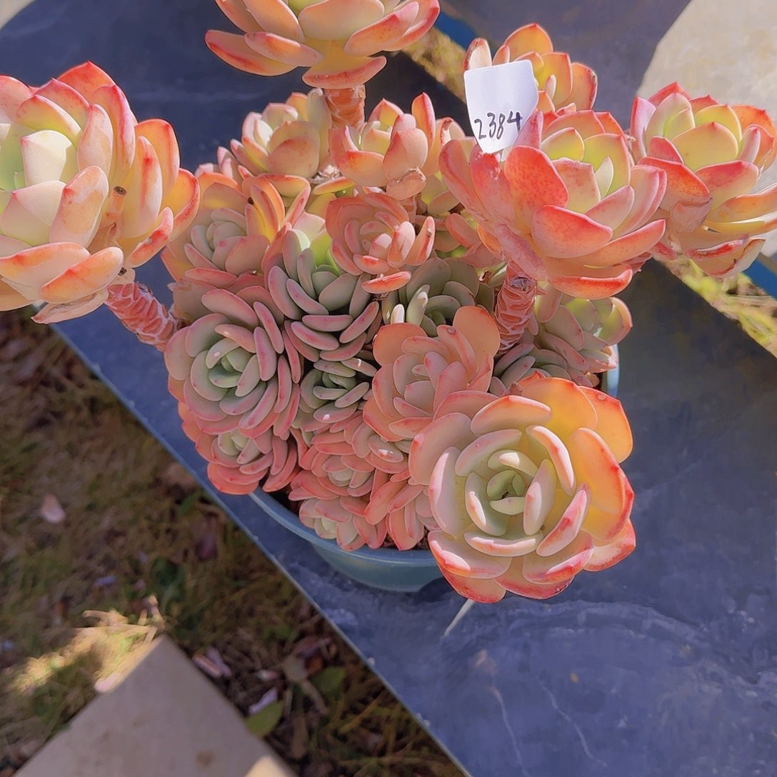 相**生2384白月光多肉植物