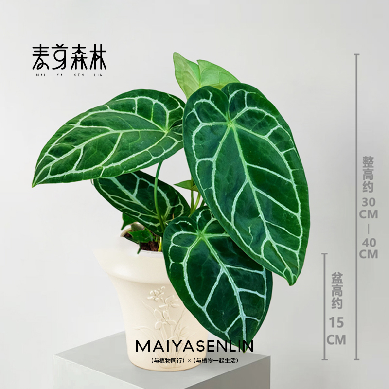 克莱恩水晶花烛热植盆栽植物高颜值好养室内水培植物绿植新手友好