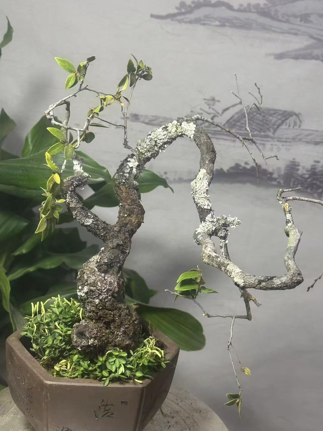 清香木小石积铁马鞭盆景一号