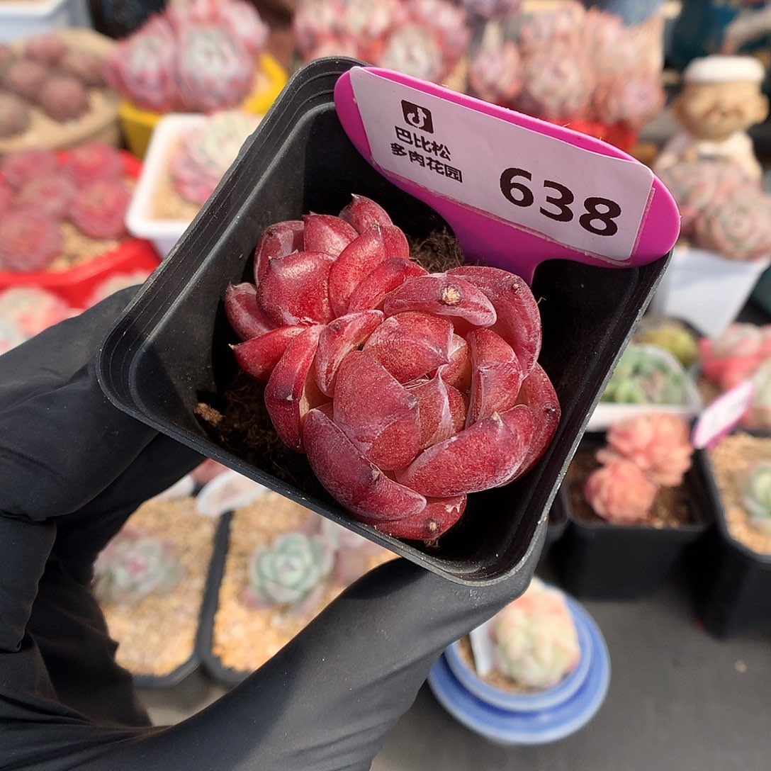 638 紫檀多肉多肉