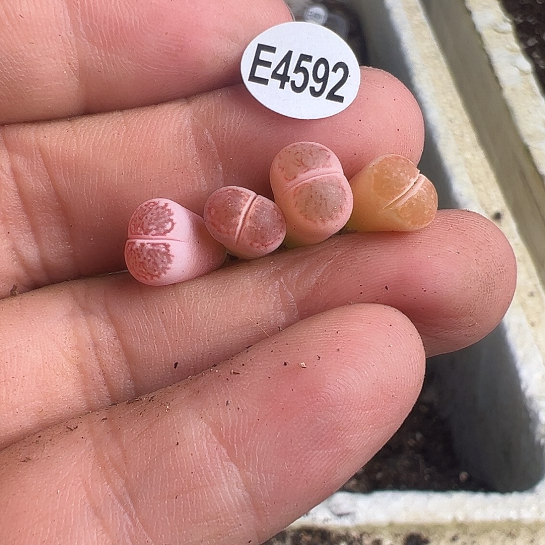 4592小粉菊下播福利11111